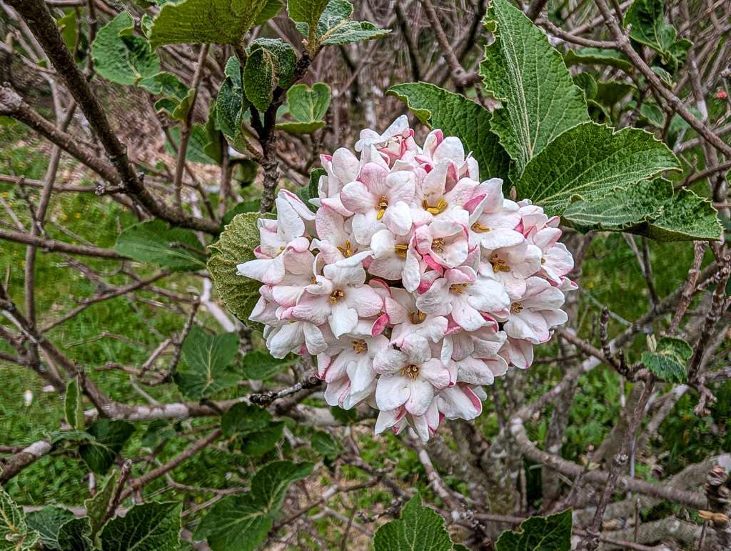 Judd viburnum blossom