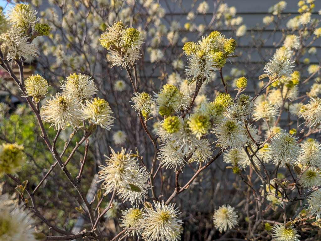 May2026-01 fothergilla flowers