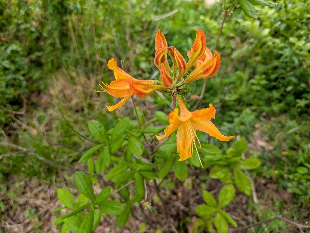 May2026-06 azalea flower