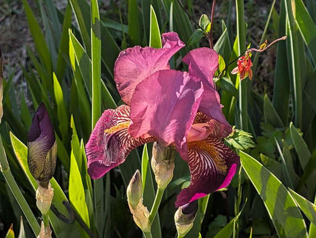 May2026-07 purple and orange bearded iris