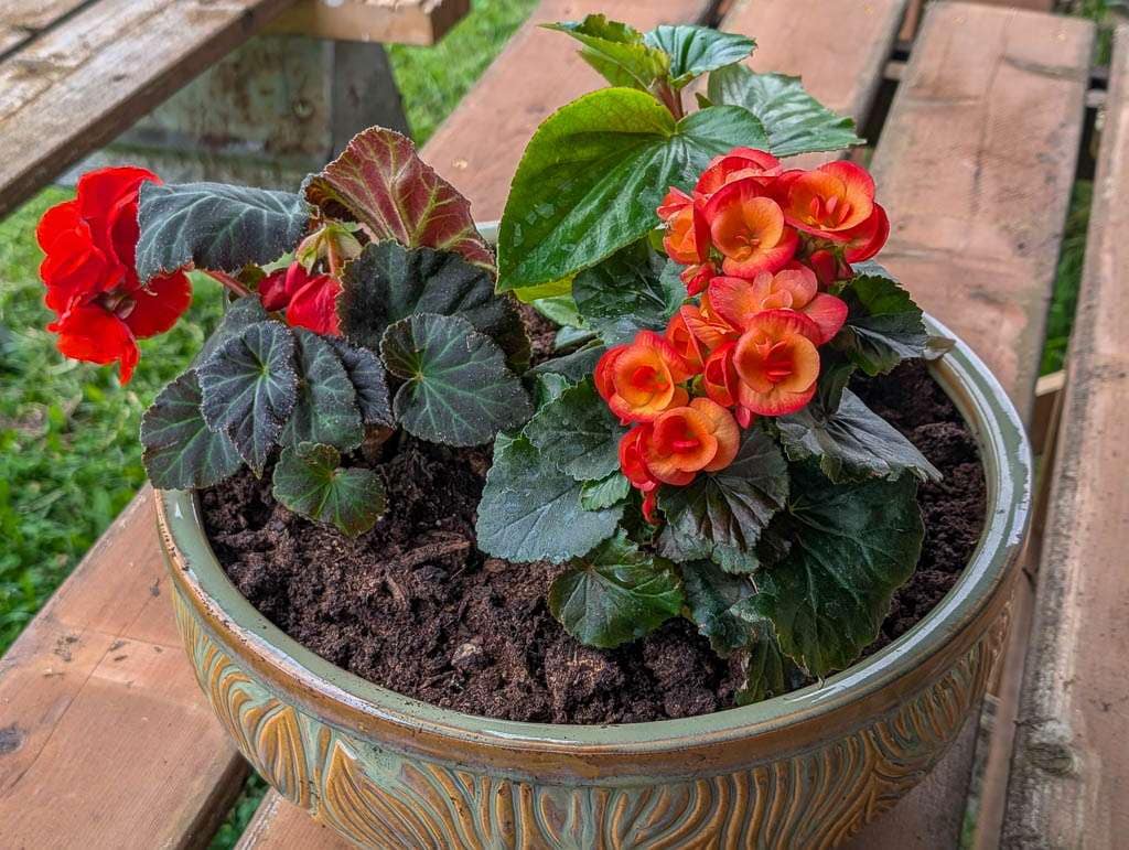 May2026-09 begonias in pot