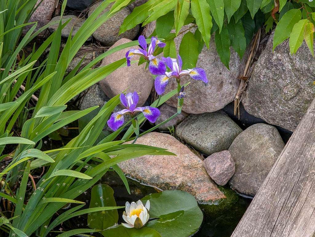May2026-10 pond iris and water lily