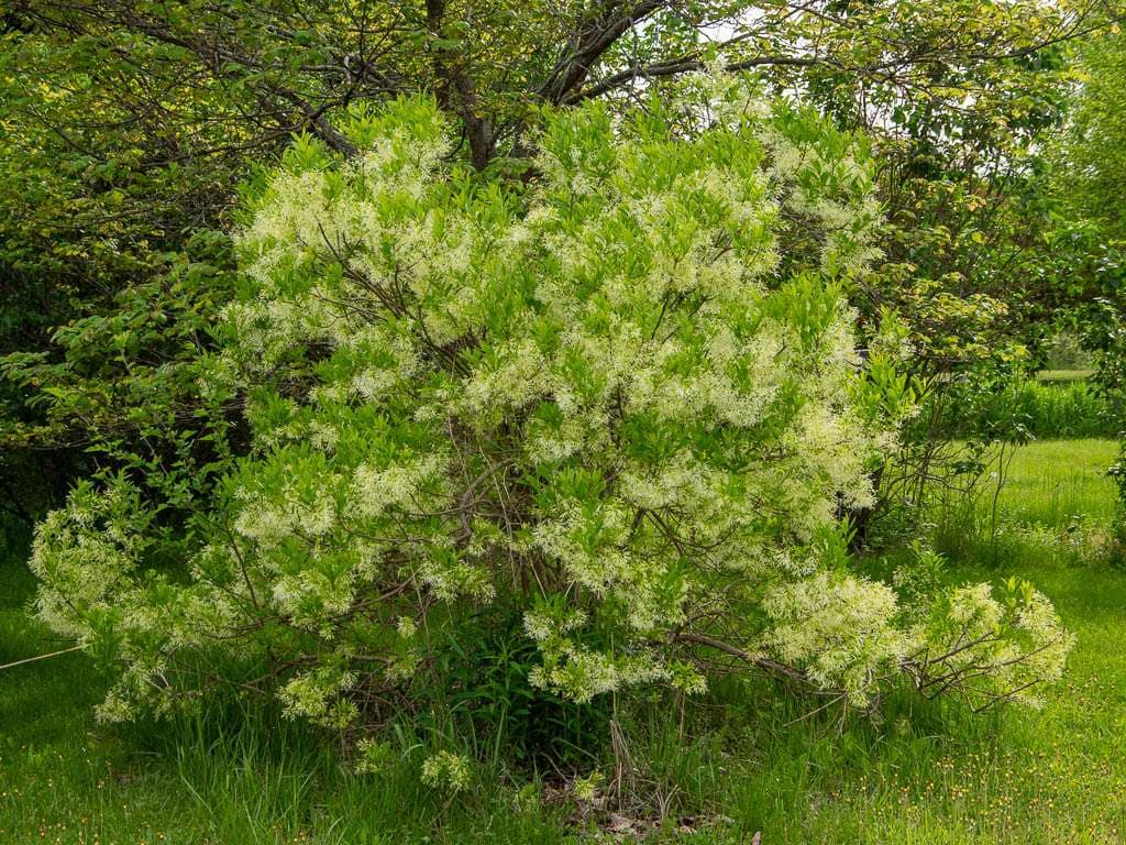 May2026x-01 white fringe tree
