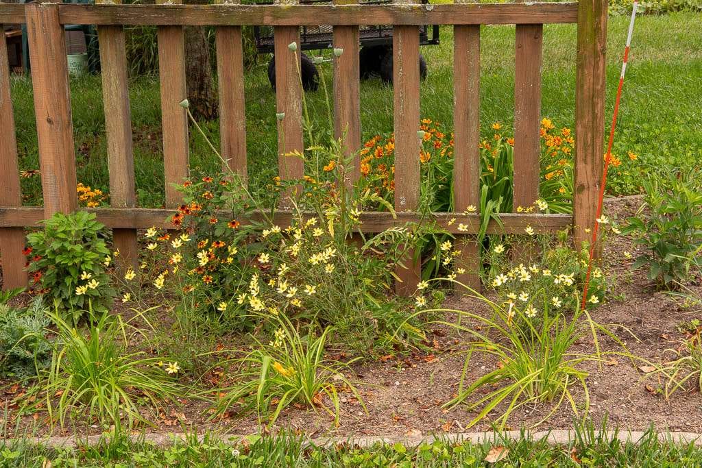 Perennial-05 wood fence with pale yellow and orange flowers
