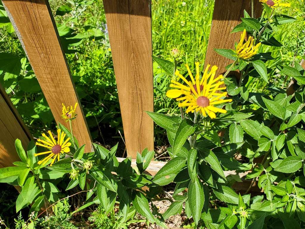 Perennial-09 Henry Eilers black eyed susan