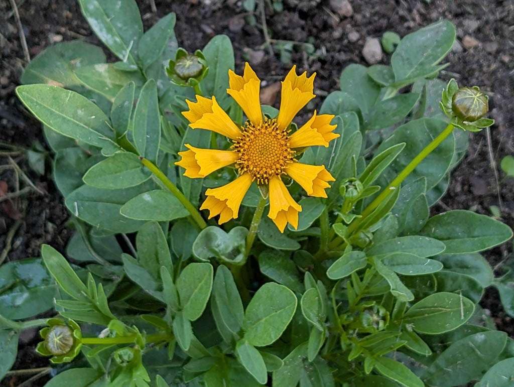 Perennial-10 Jethro Tull coreopsis