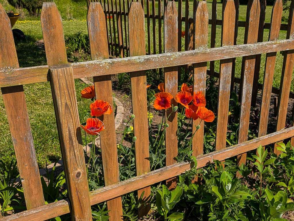 Perennial-11 Prince of Orange poppies against wood fence