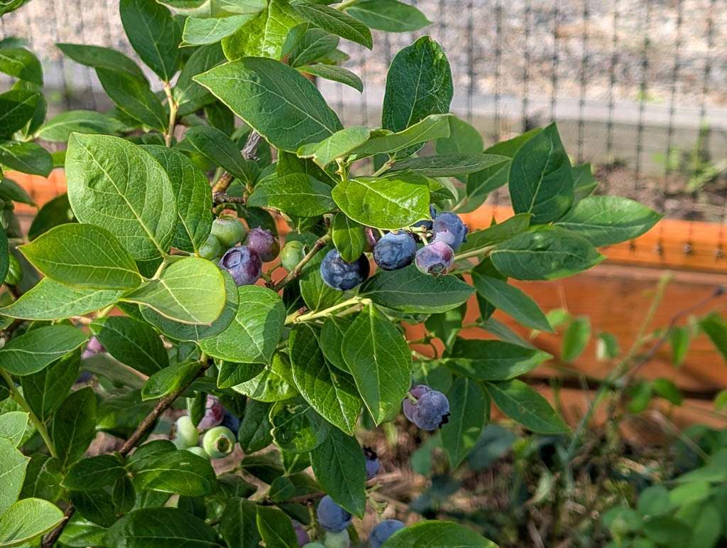 blueberries