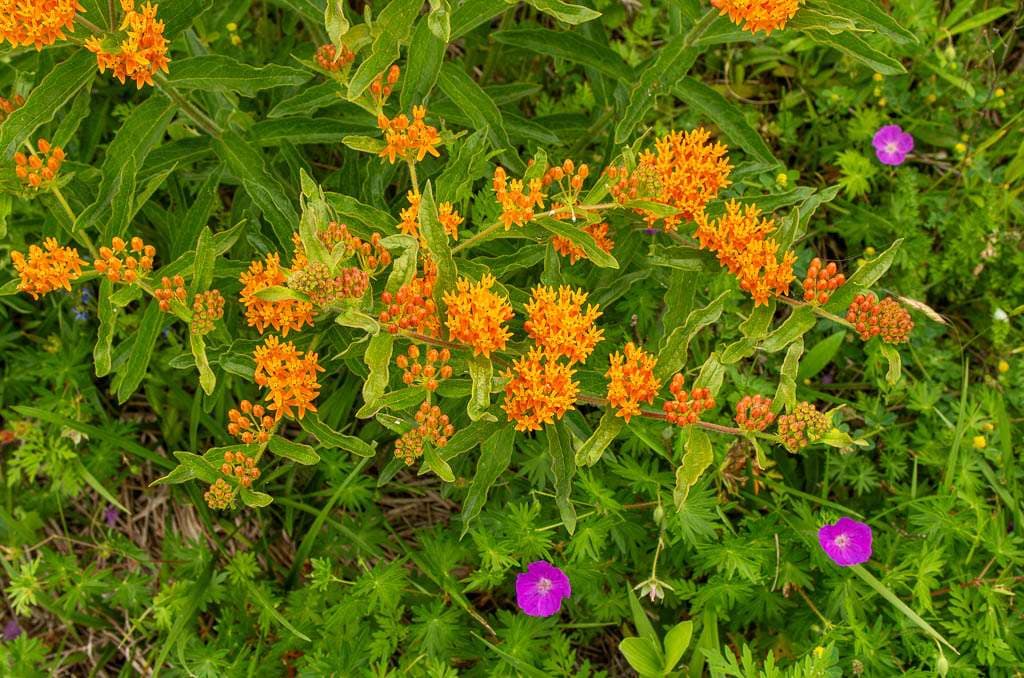 butterfly weed