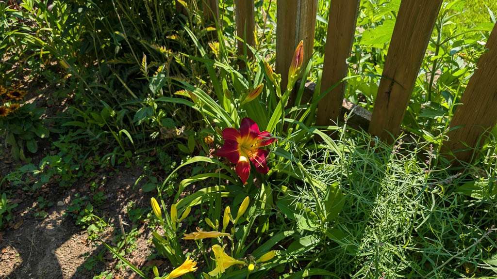 red and yellow daylily