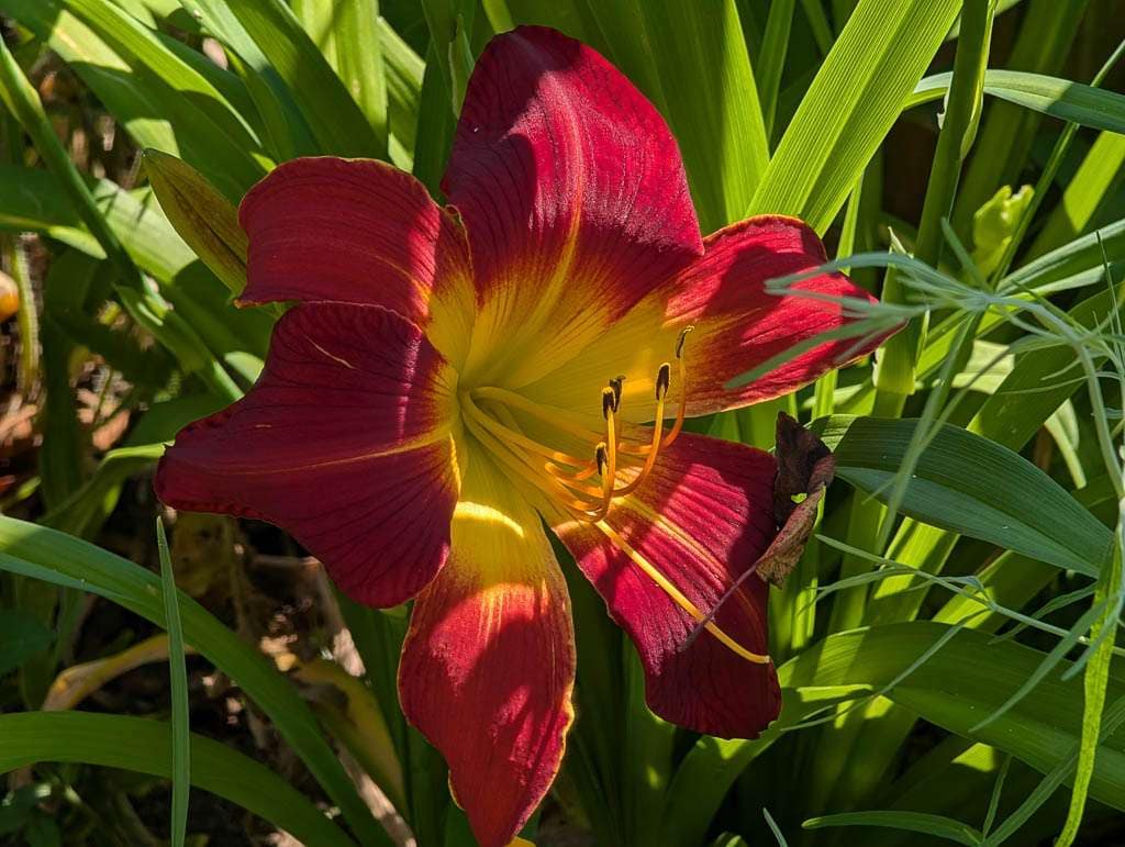 red and yellow daylily