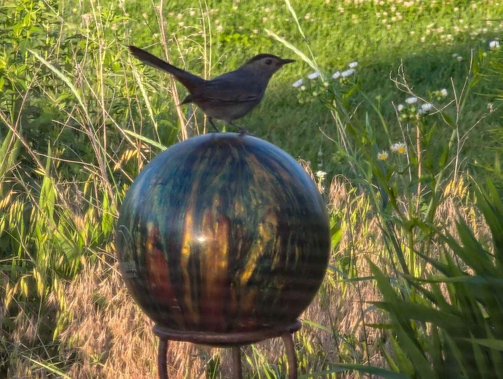 catbird on bowling ball