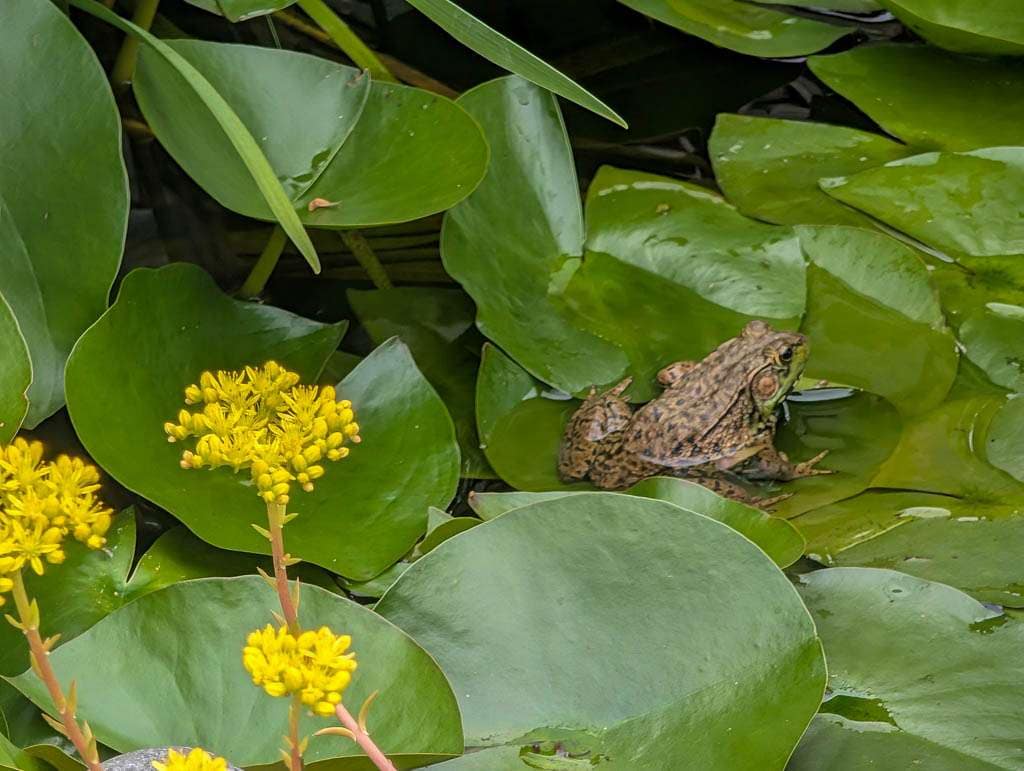 frog on lily pad