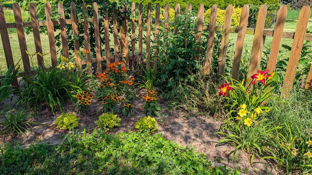 2026-07-02 colorful flowers in corner of fence