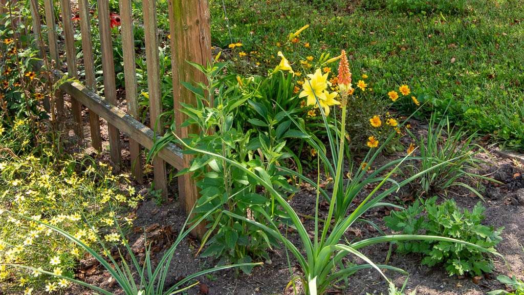 2026-07-03 hot poker flower with daylilies and orange coreopsis