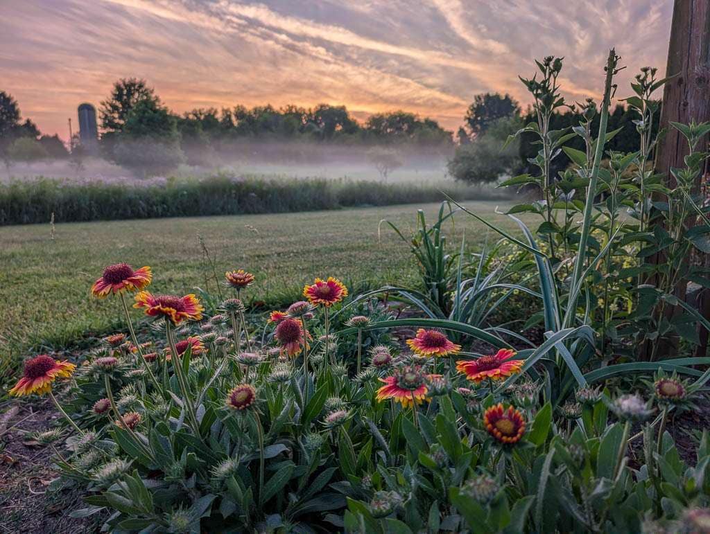 2026-07-05 low lying fog with flowers in foreground