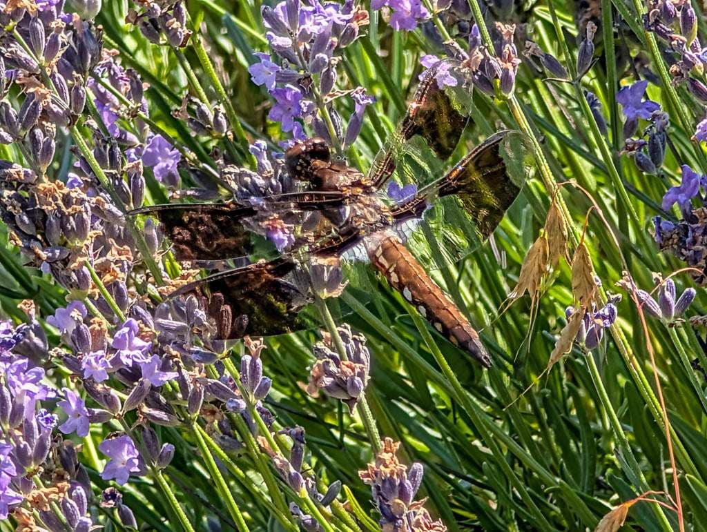 2026-07-14 dragonfly