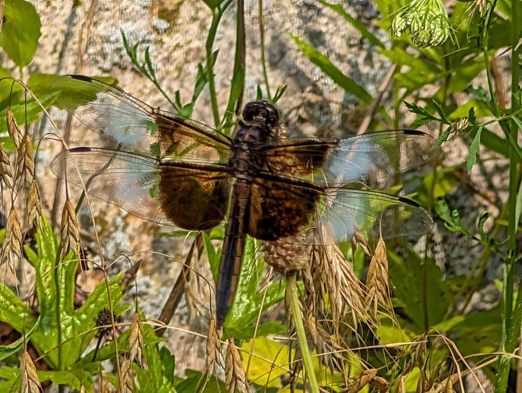 2026-07-15 dragonfly