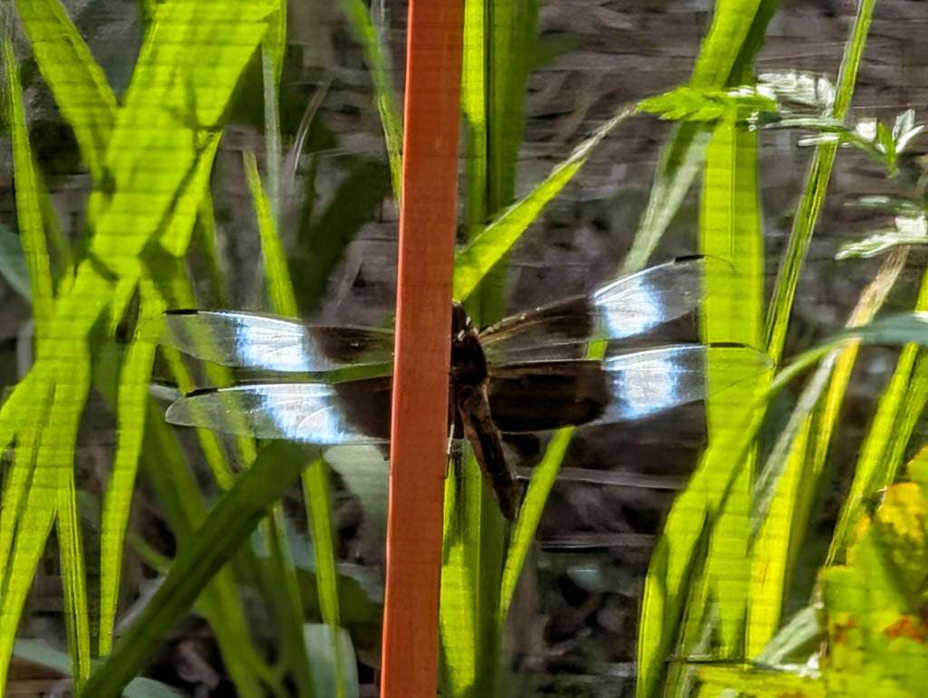 2026-07-16 dragonfly