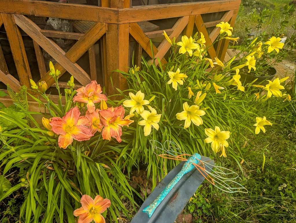 2026-07-17 orange and yellow daylilies
