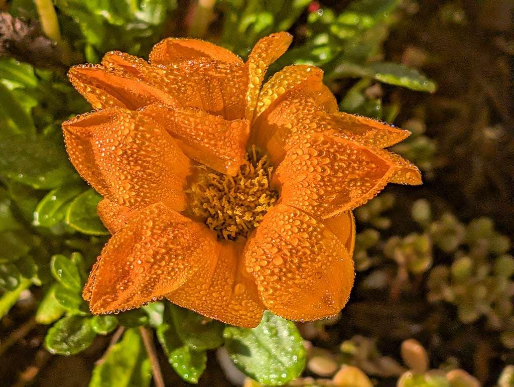 2026-07-18 dew on orange gazania