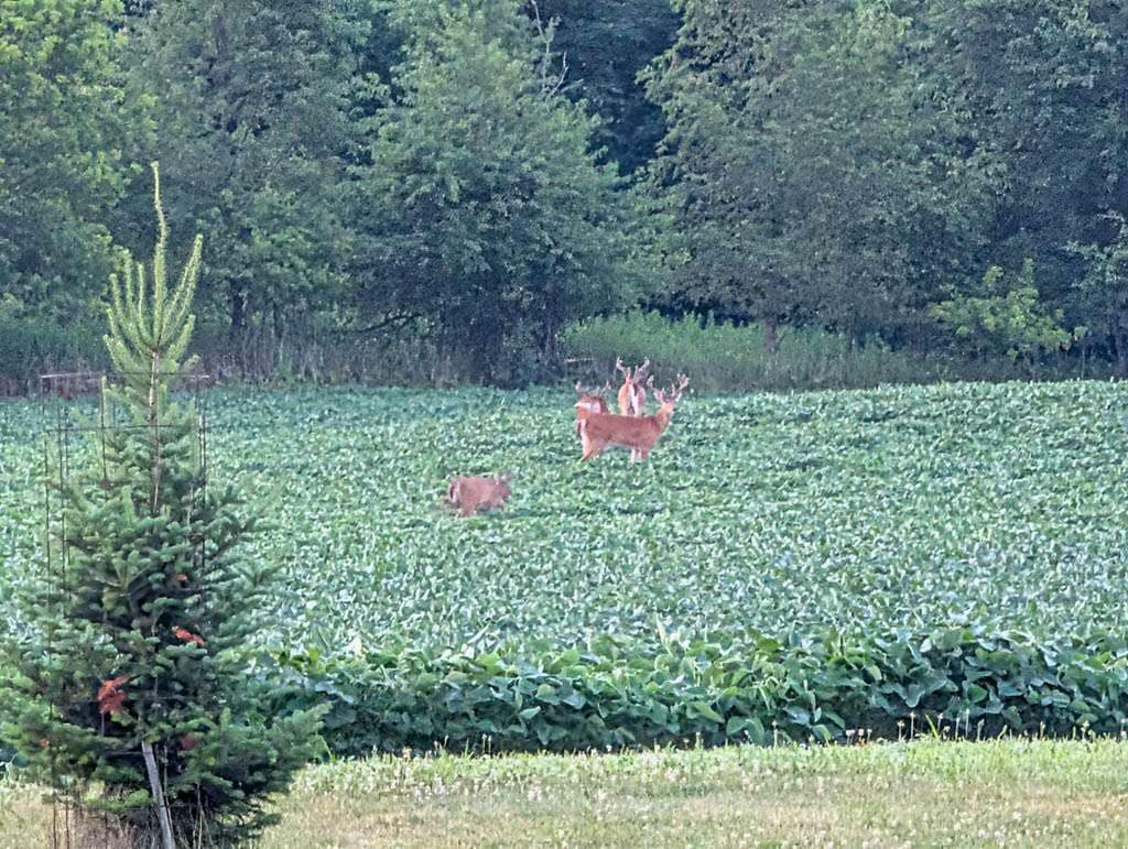 2026-07-19 bucks in cornfield