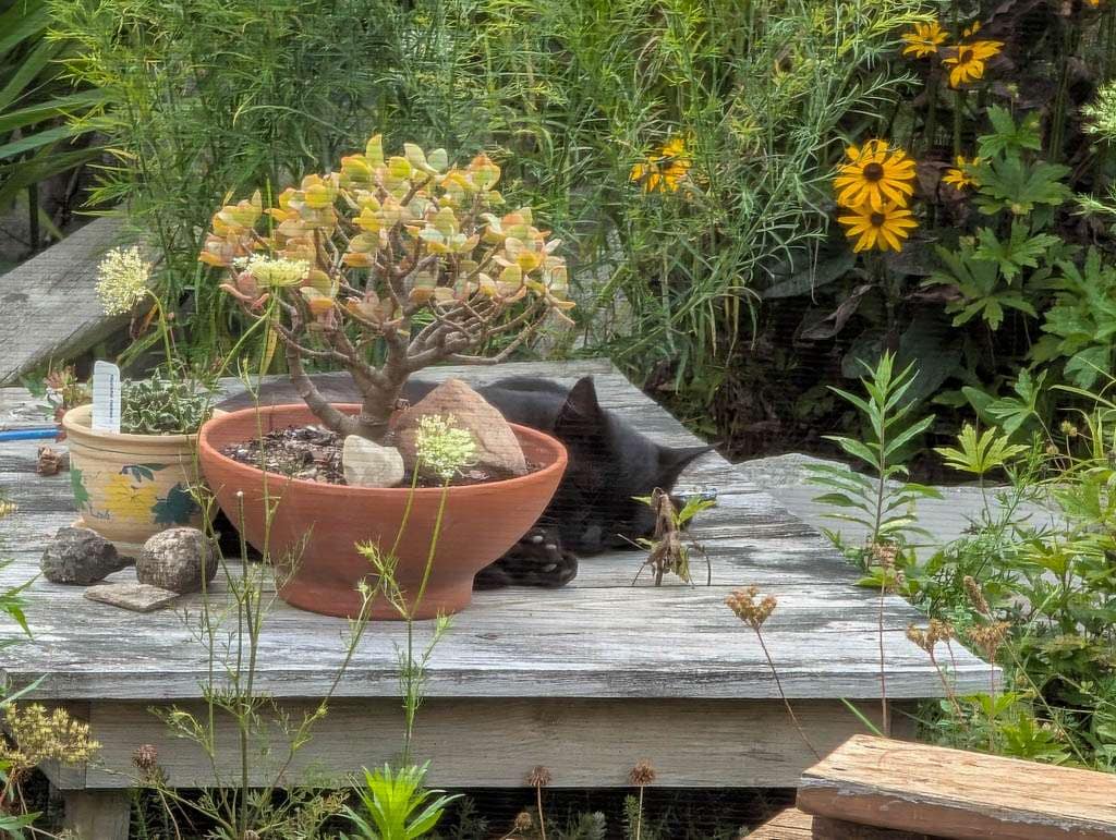 2026-07-20 black cat napping near pots