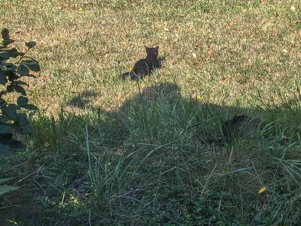 2026-07-21 black cats napping in lawn