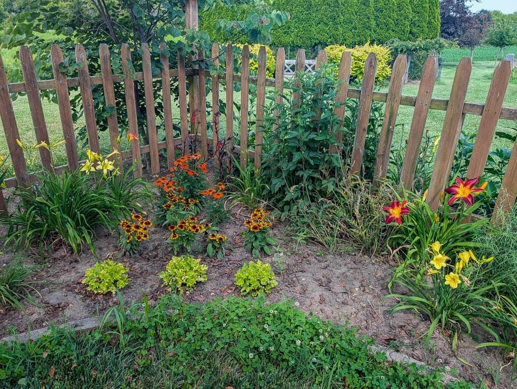 Perennial-12 corner of fence with colorful flowers