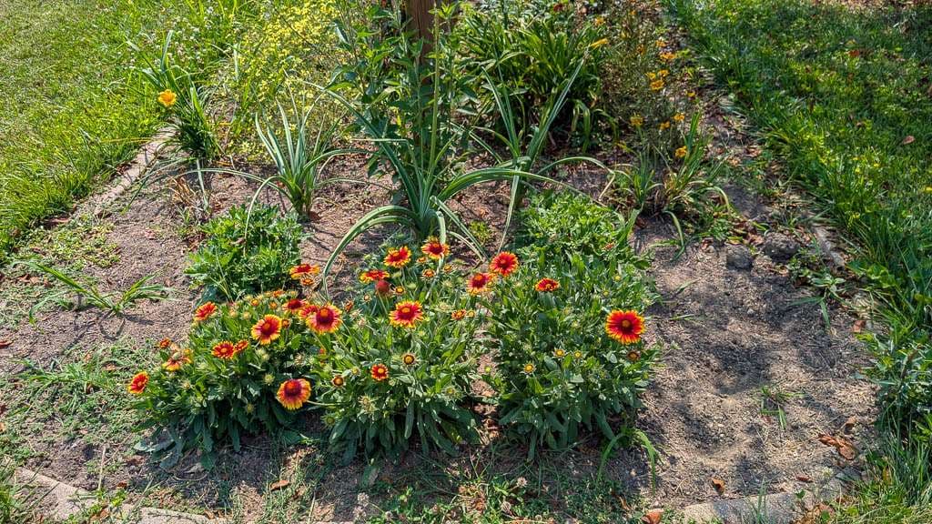 Perennial-14 gaillardia