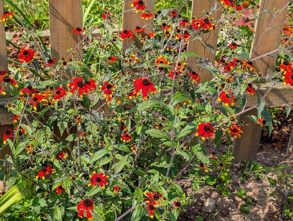 Perennial-15 bright red, yellow, and orange flowers