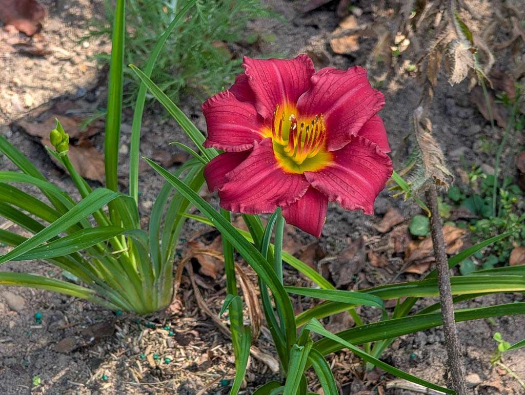 Perennial-16 Pardon Me daylily, red with yellow throat