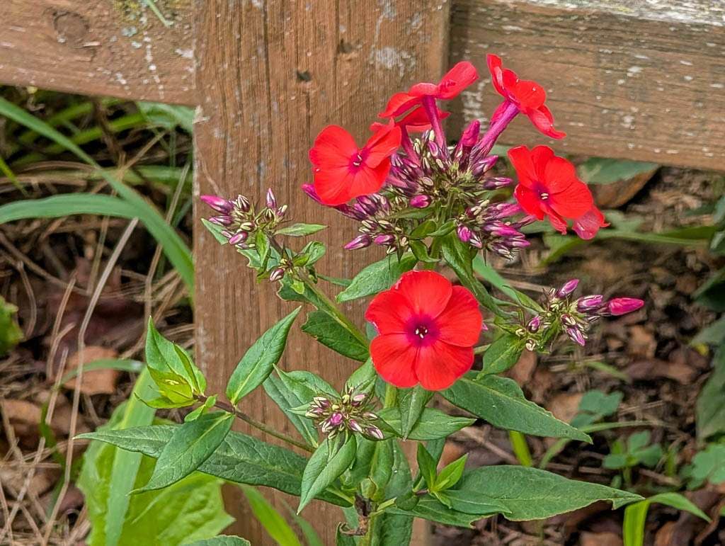 Perennial-17 Orange Perfection phlox