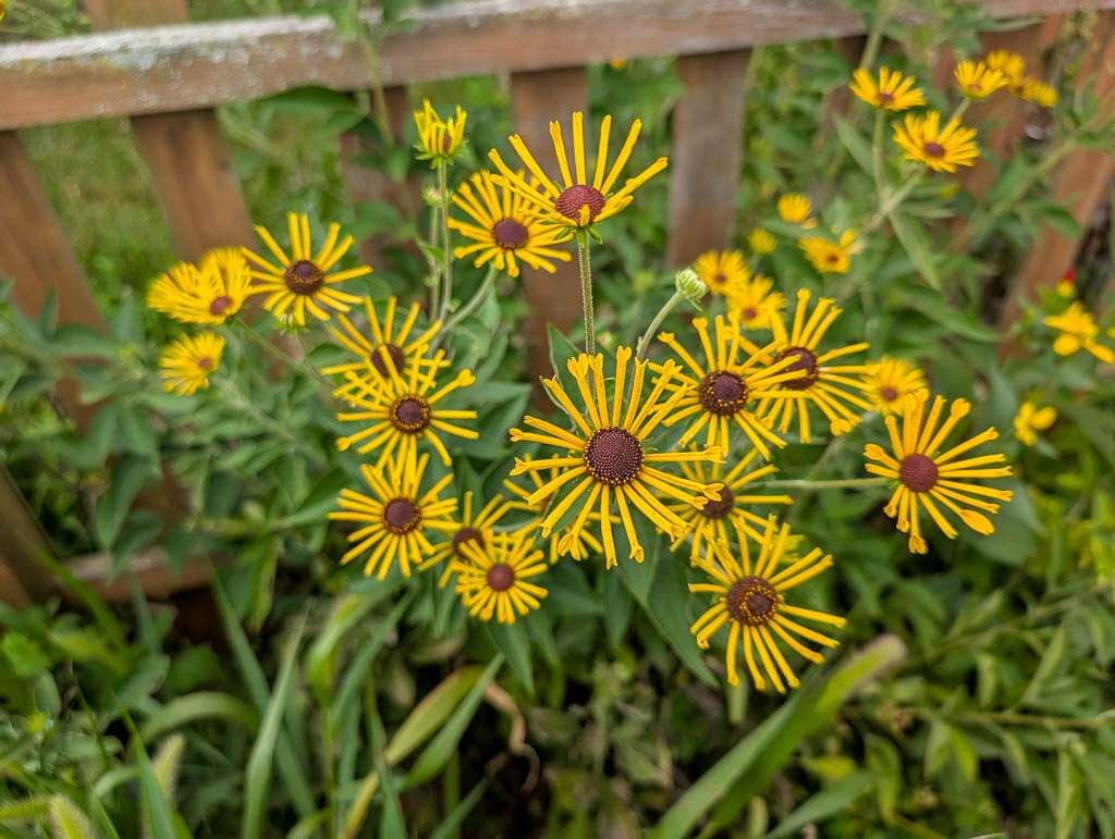 black eyed susans with narrow petals