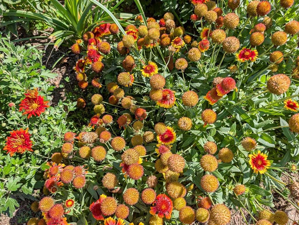 gaillardia blooms and seed heads