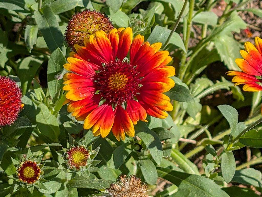 gaillardia flower