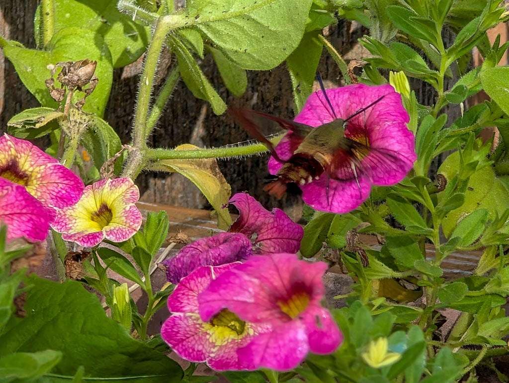 hummingbird moths