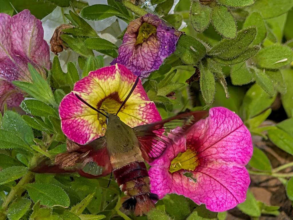 hummingbird moths