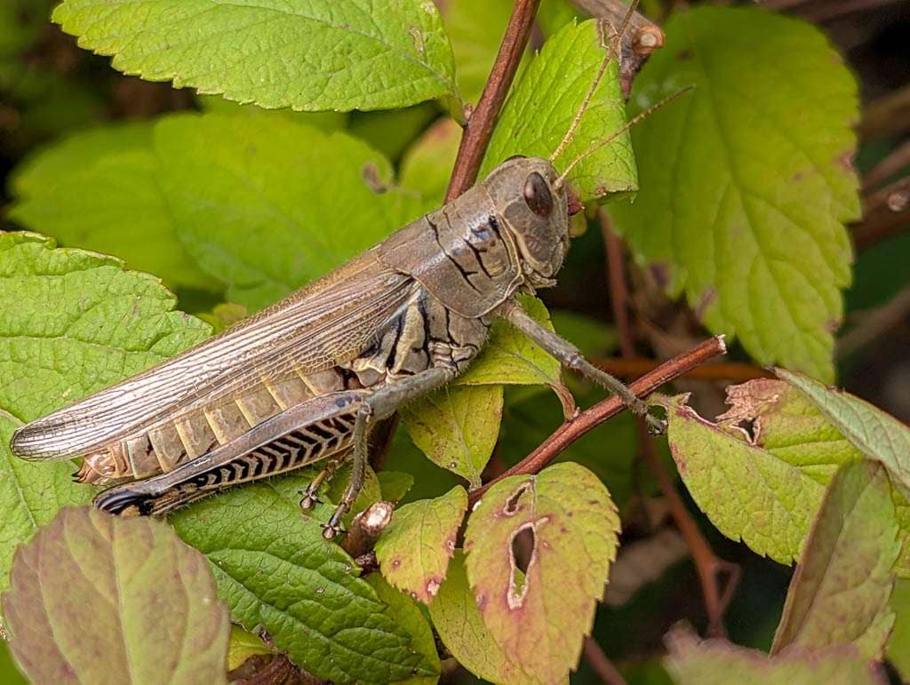 grasshopper
