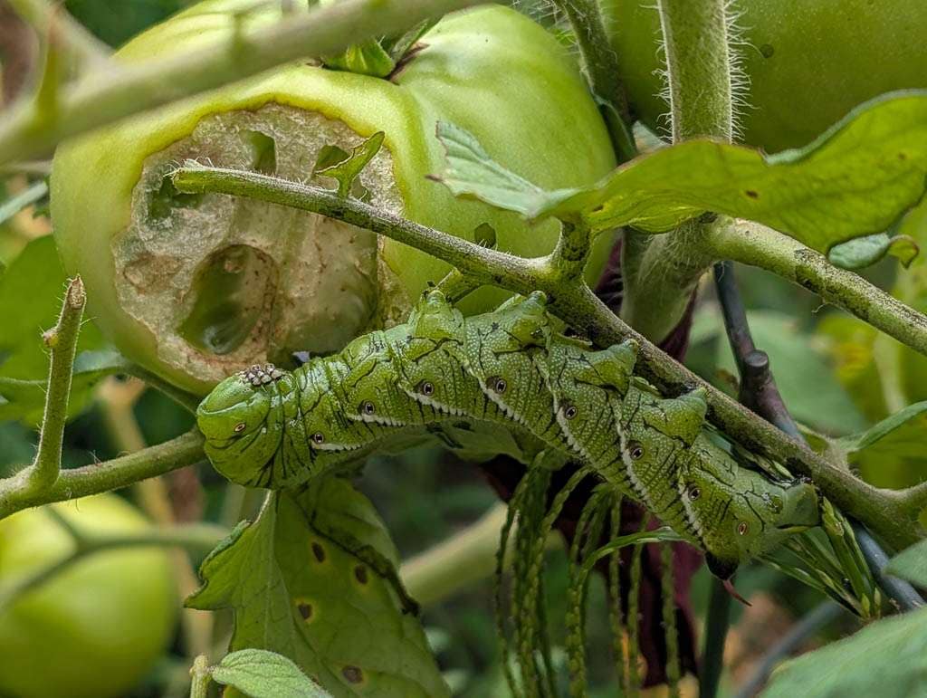 tomato worm