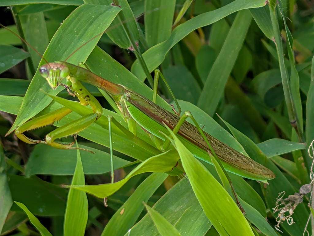 praying mantis
