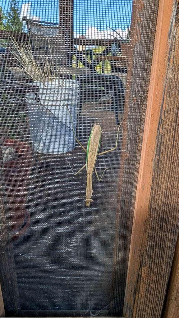 praying mantis
