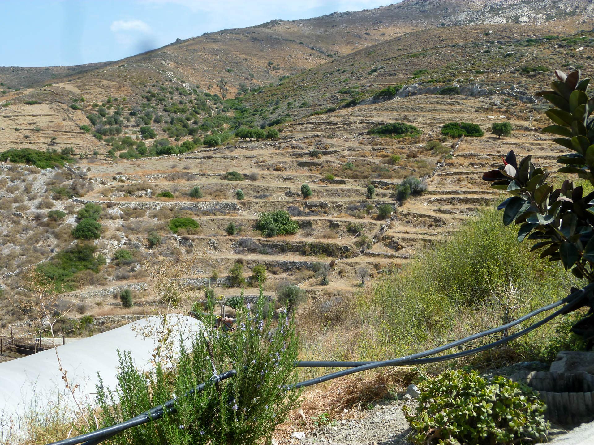 Overgrown terraces