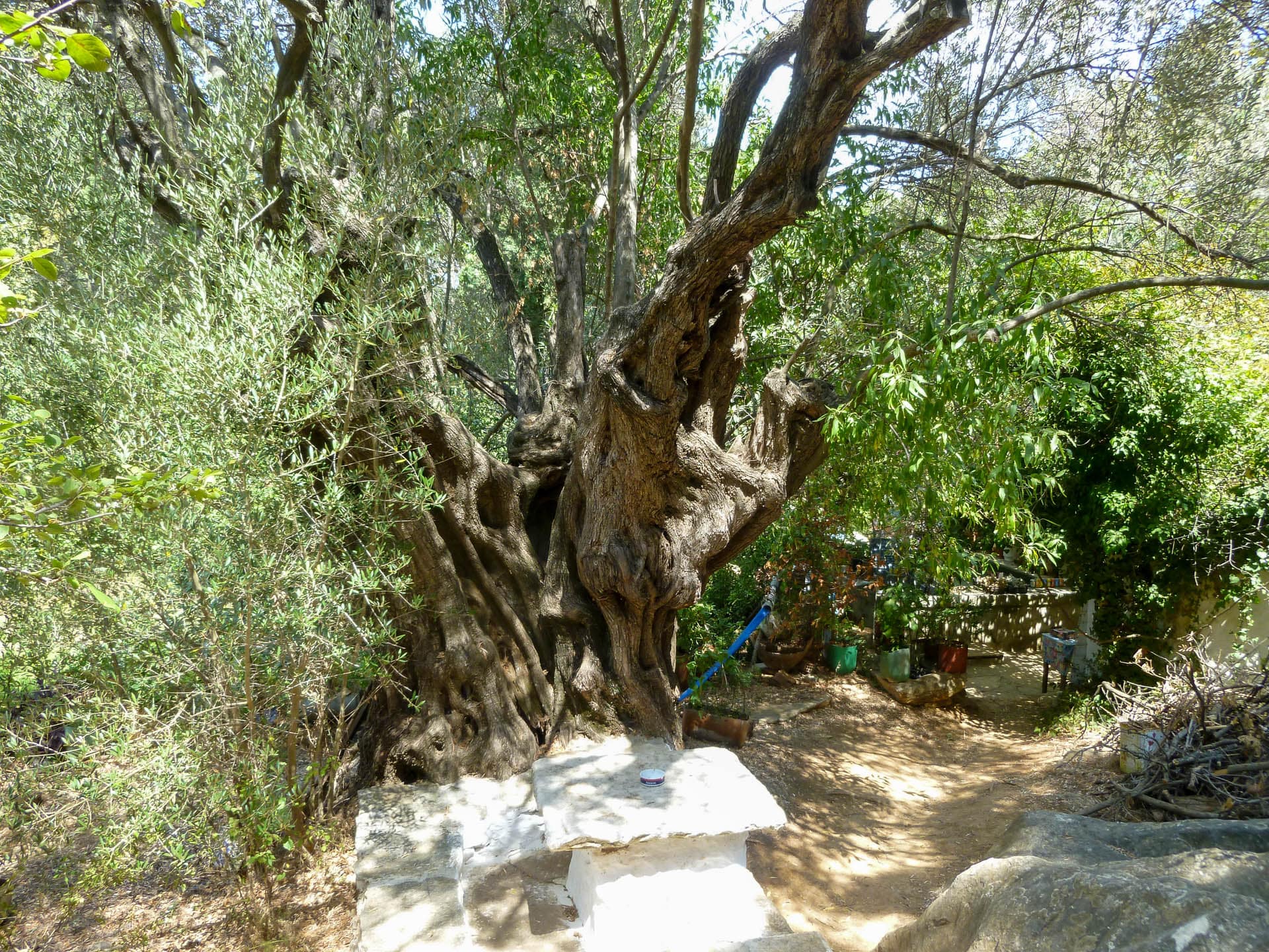 olive tree
