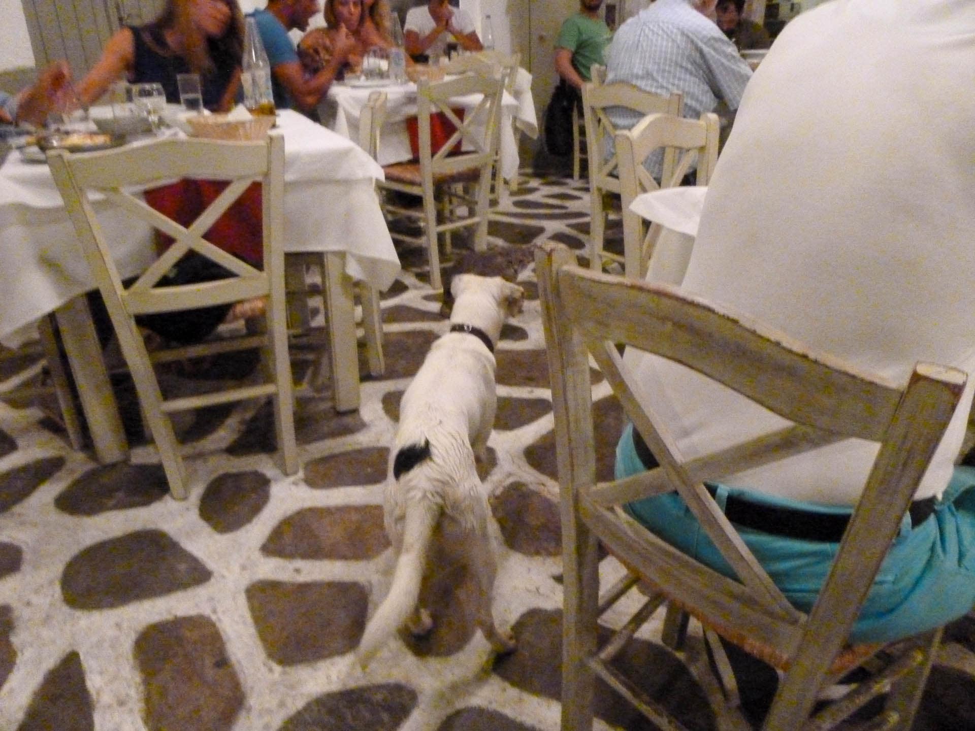 dog and cat