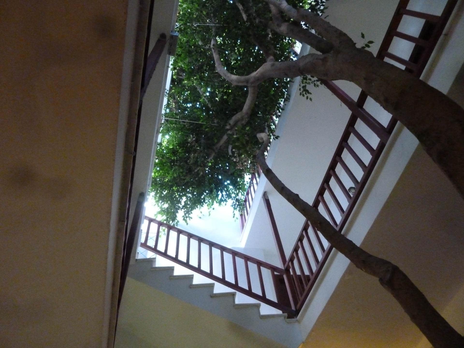 tree growing through hotel