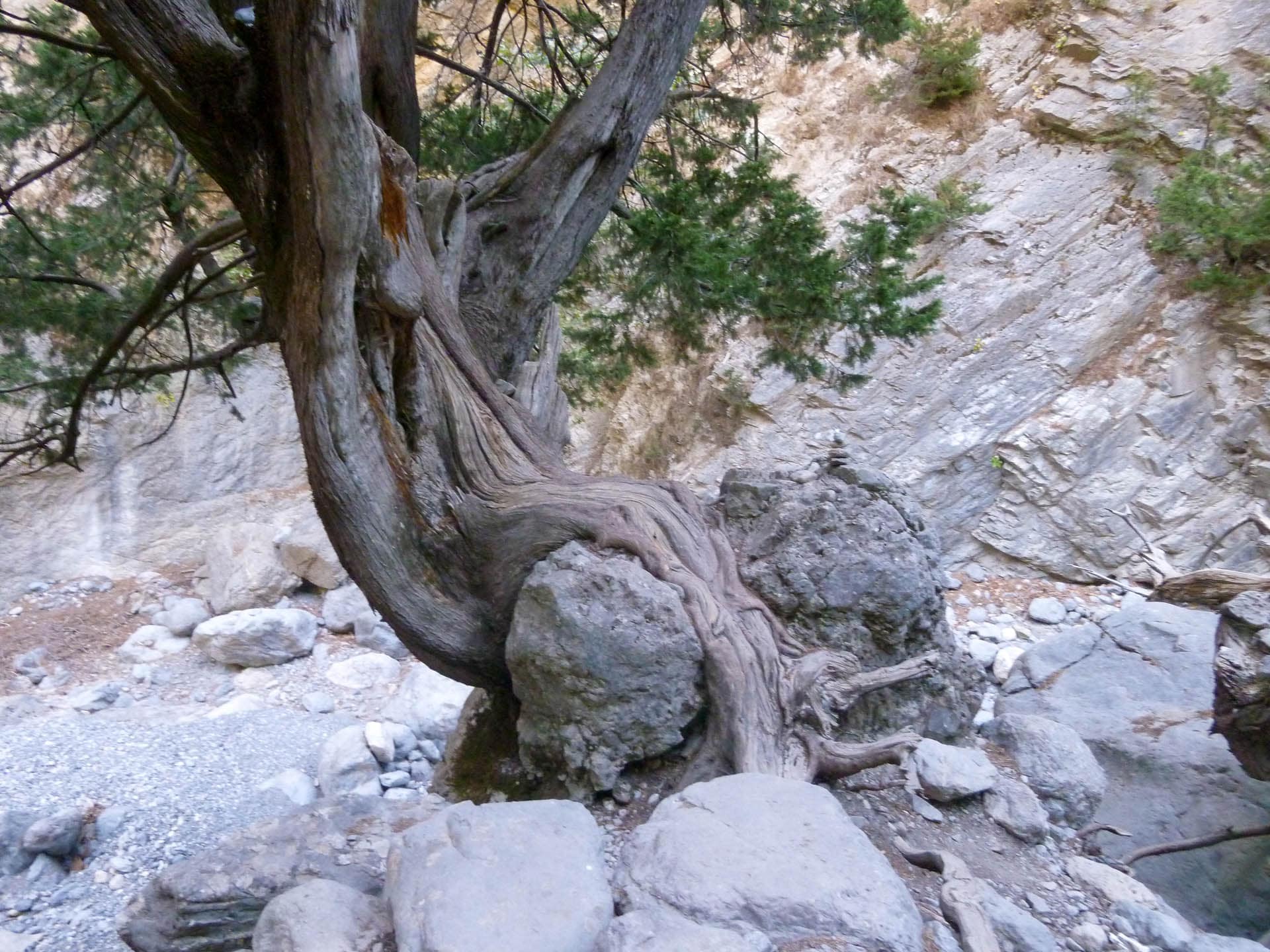 tree around rock