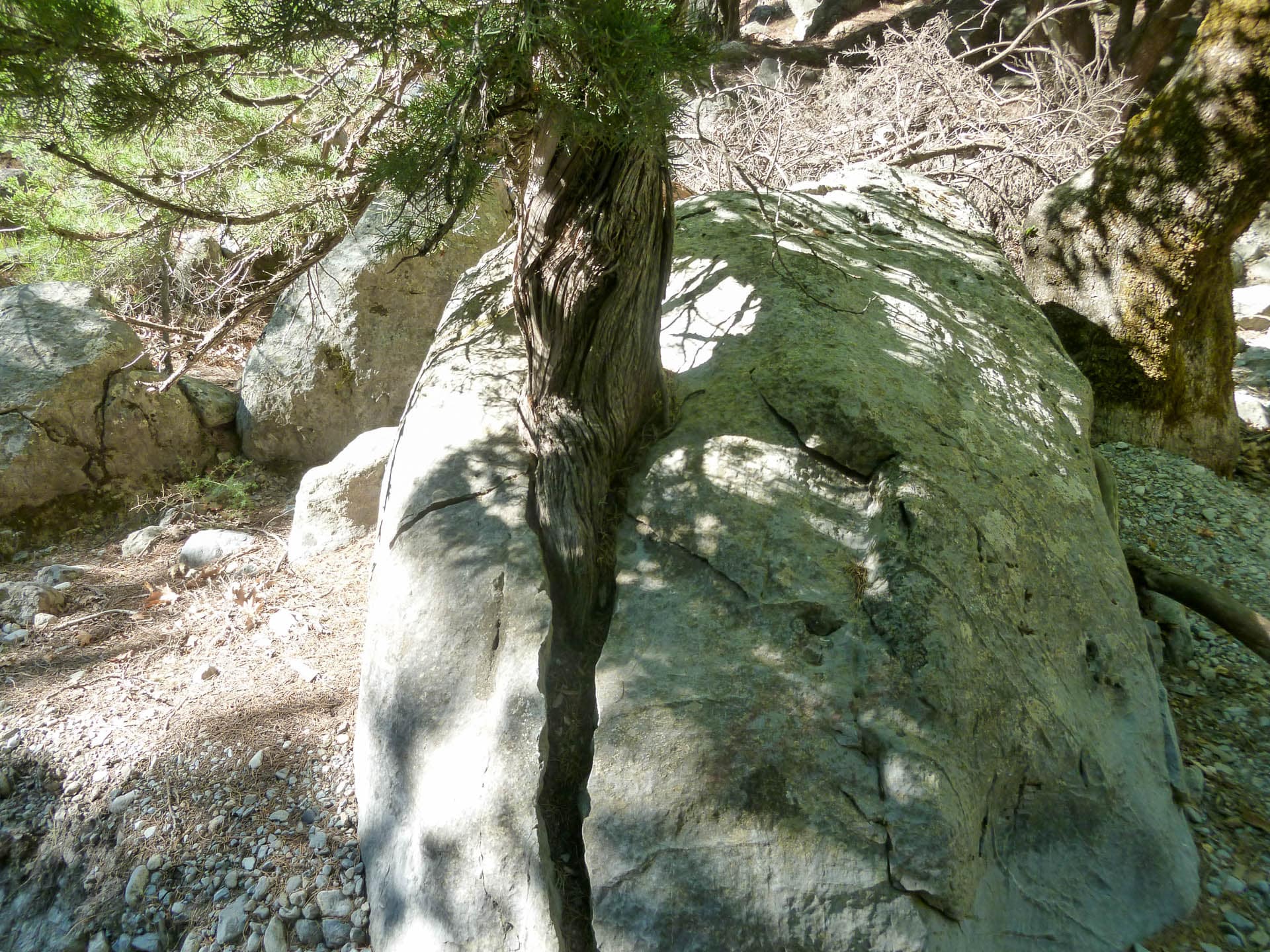 tree in rock