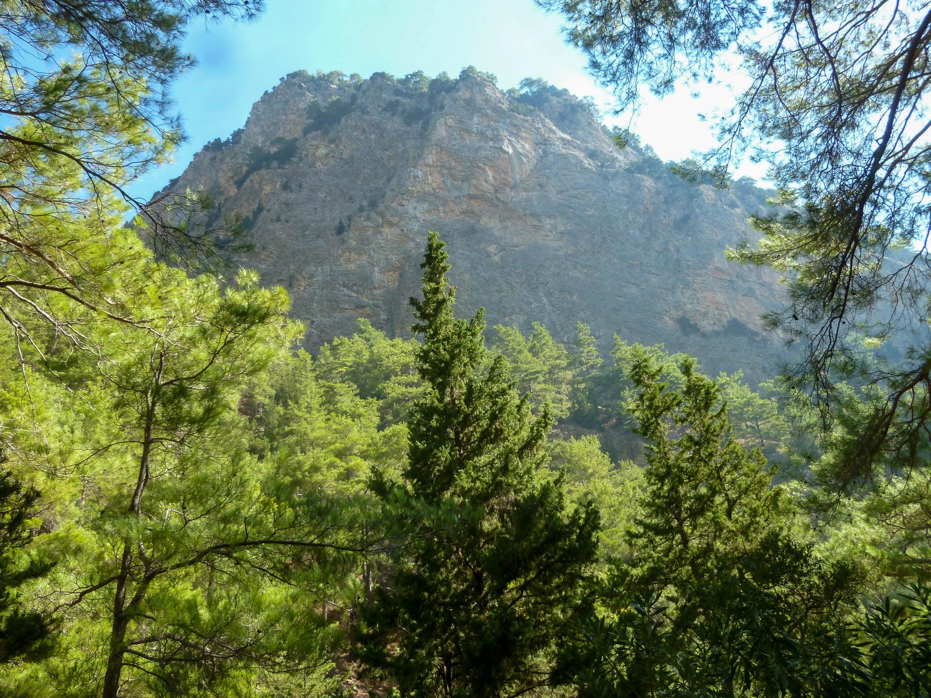 brown mountain behind trees