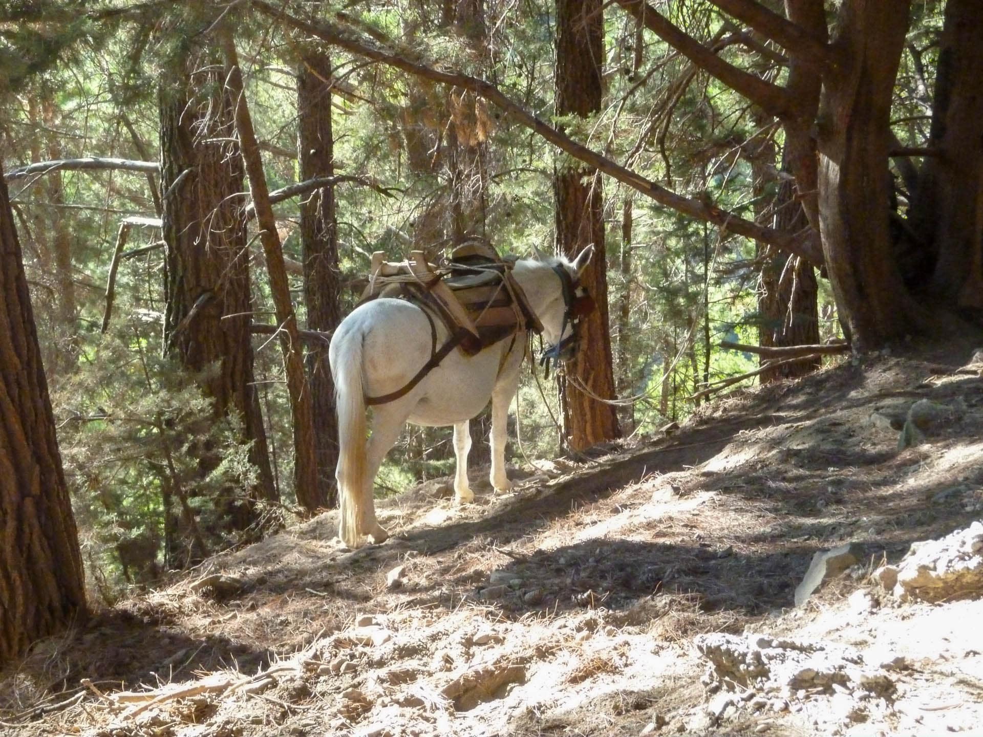 donkey EMT